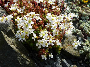Saxifraga sp